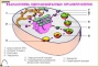 Комплект кодотранспарантов "Цитология" - fgospostavki.ru - Апрелевка