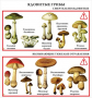 Комплект кодотранспарантов "Грибы" - fgospostavki.ru - Апрелевка