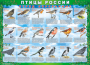 Комплект таблиц "Птицы России (4 листа)" (100х140 сантиметров, винил) - fgospostavki.ru - Апрелевка