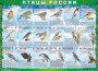 Комплект таблиц "Птицы России (4 листа)" (100х140 сантиметров, винил) - fgospostavki.ru - Апрелевка