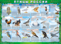 Комплект таблиц "Птицы России (4 листа)" (100х140 сантиметров, винил) - fgospostavki.ru - Апрелевка