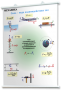 Плакаты по физике для оформления кабинета. - fgospostavki.ru - Апрелевка