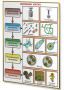 Плакаты по биологии для оформления кабинета. - fgospostavki.ru - Апрелевка